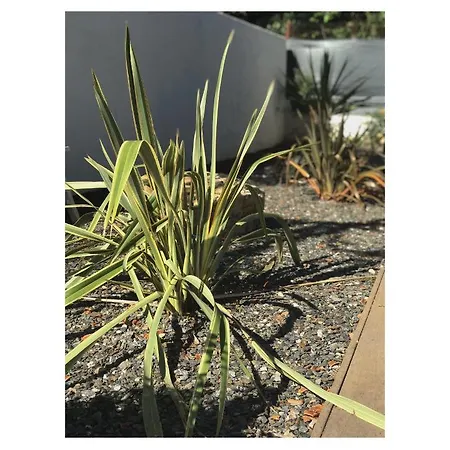 L'oasis